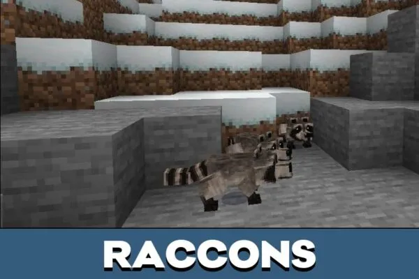 Raccoons from Mo Creatures Mod for Minecraft PE