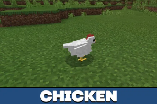 Chicken in Realistic Texture Pack in Minecraft PE