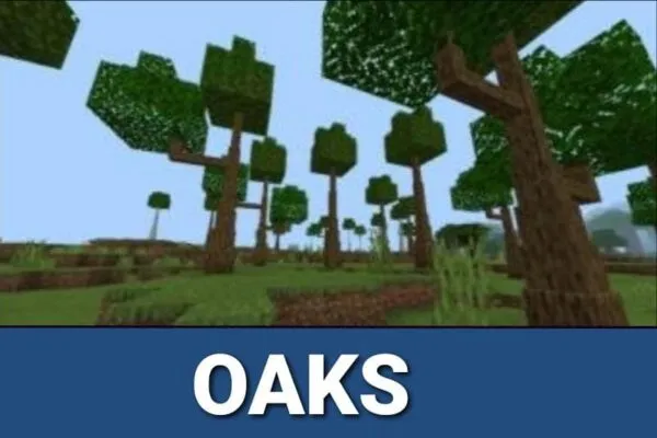 Oaks