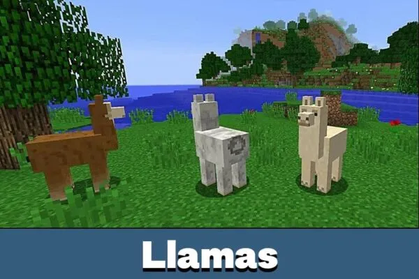 Llamas from Minecraft PE 1.1