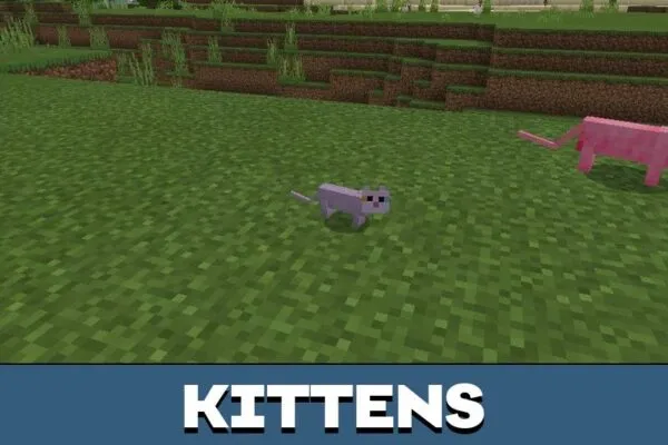 Kittens from Cat Texture Pack for Minecraft PE