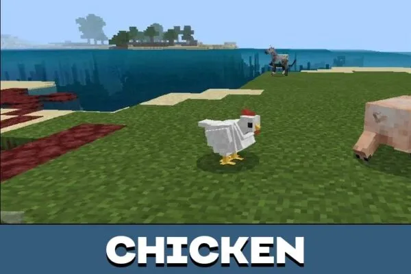 Chicken from Animal Texture Pack for Minecraft PE