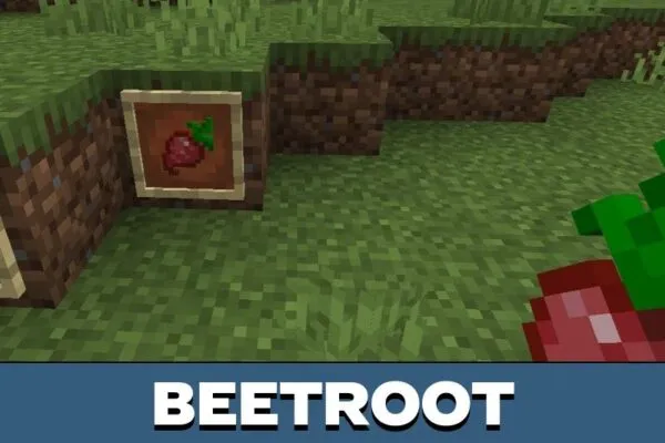 Beetroot from Crops Texture Pack for Minecraft PE