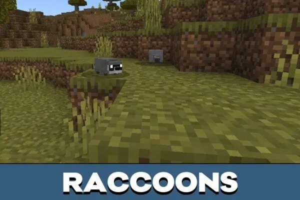 Raccoons from Tacos Critters Mod for Minecraft PE