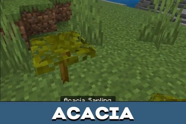 Acacia from Better Saplings Texture Pack for Minecraft PE