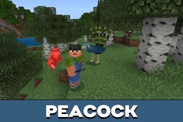 Peacock from Silk Road Mod for Minecraft PE