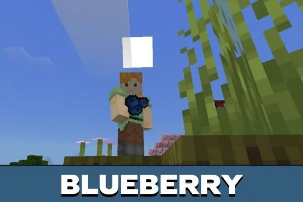 Blueberry from Lucky Foods Mod for Minecraft PE