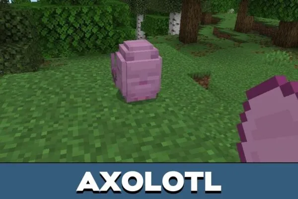 Axolotl from Train Your Dragon Mod for Minecraft PE