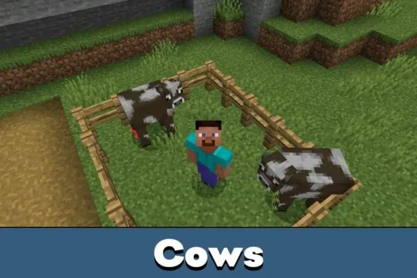 Cows from Aging Mod for Minecraft PE