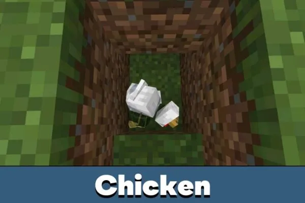 Chicken from Real Ragdoll Mod for Minecraft Bedrock